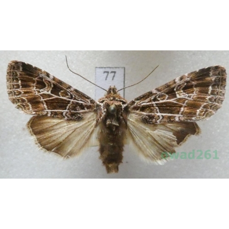 Sideridis texturata (Alphéraky, 1892) Czech77